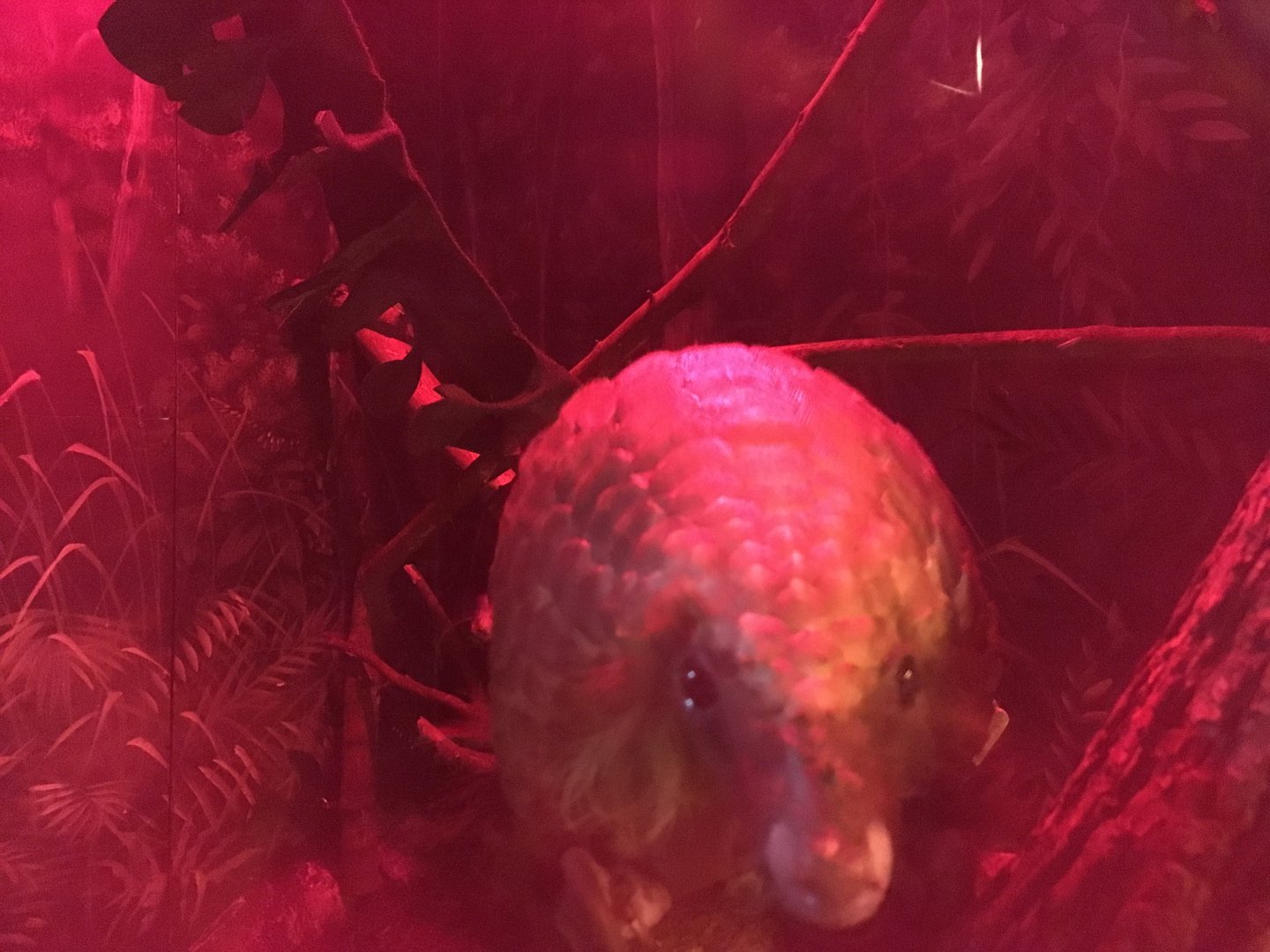 Tree Pangolin