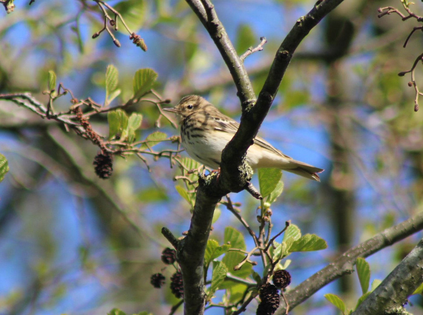 Tree pipit