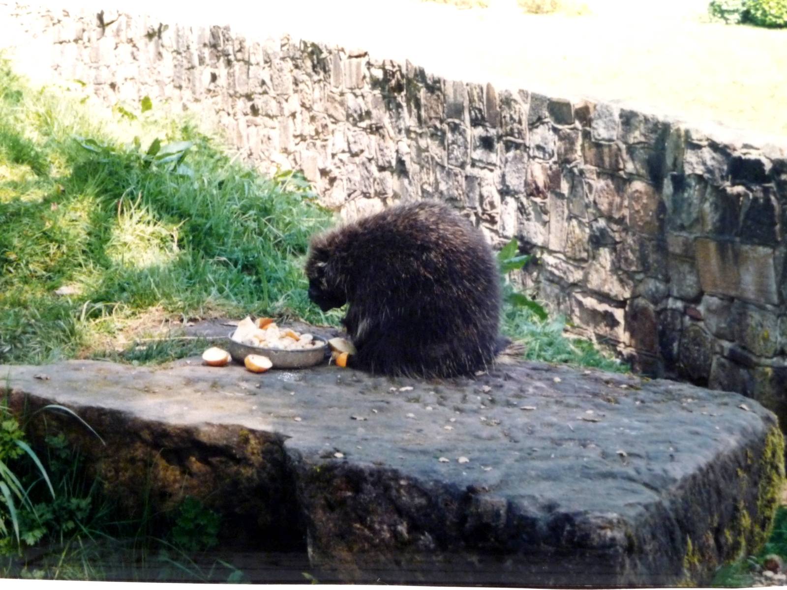 Tree Porcupine at Glasgow Zoo, 2002