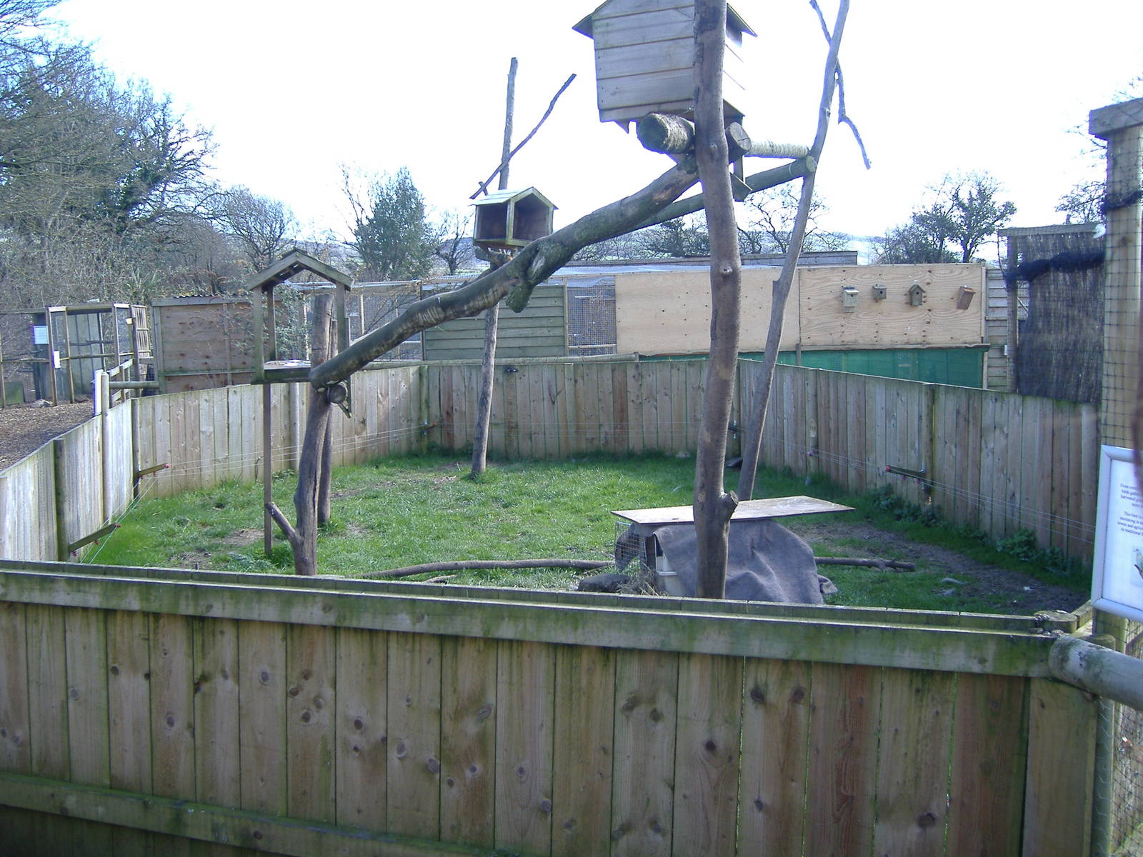 Tree Porcupine Axe Valley