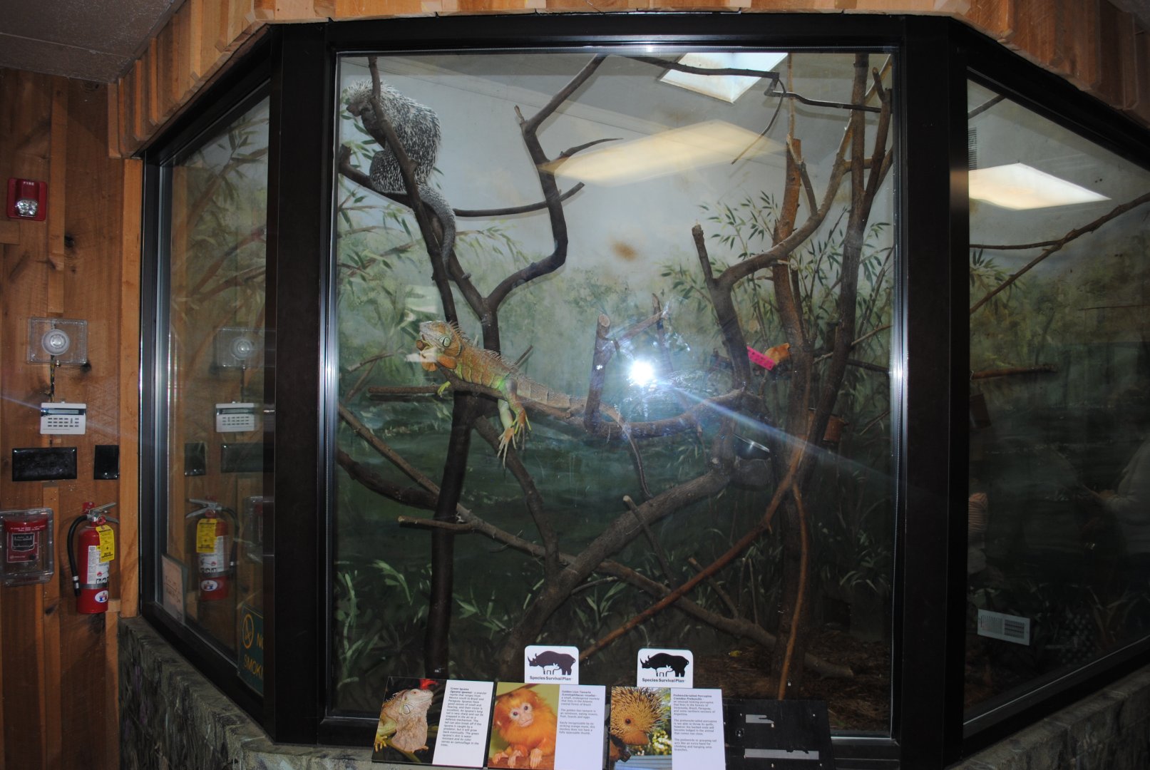 Tree Porcupine/Golden Lion Tamarins/Iguana Exhibit (The Bayou Pavilion)