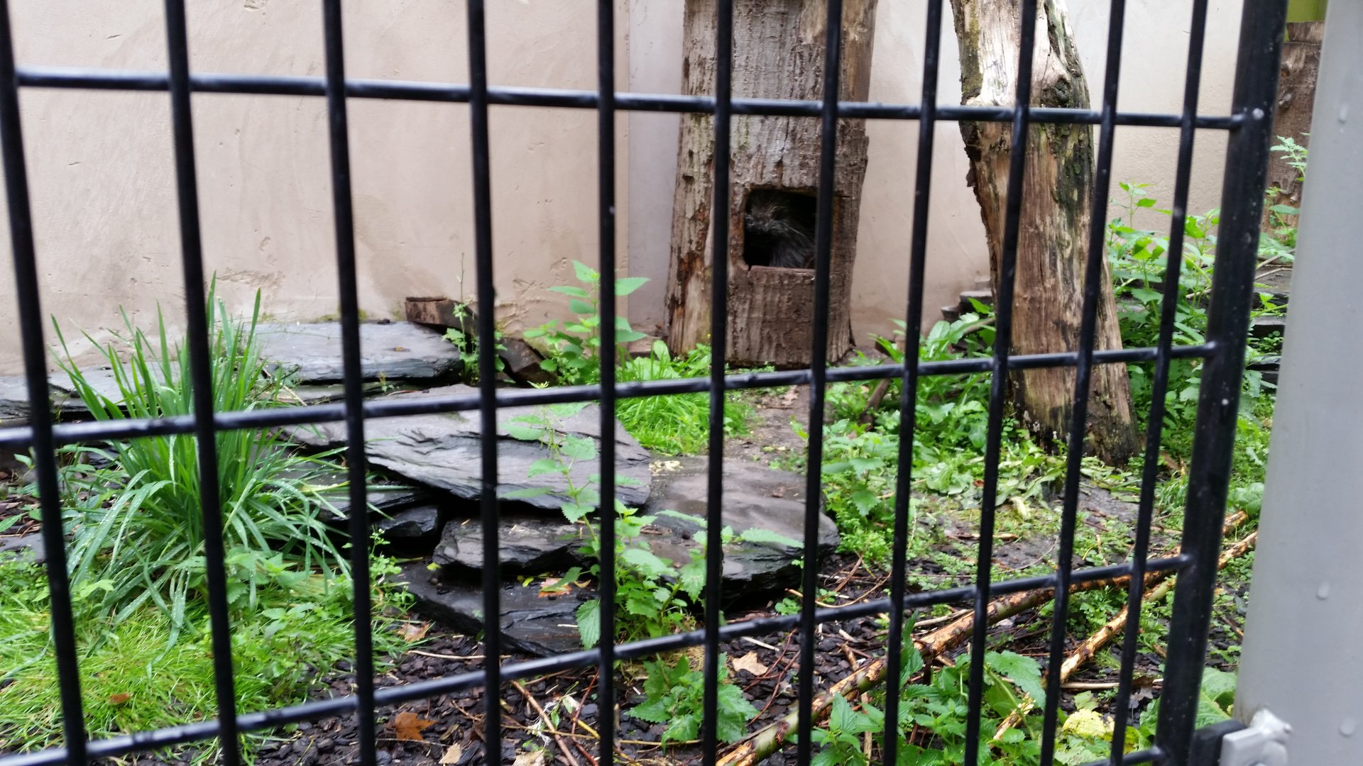 Tree Porcupine in tree, October 2018