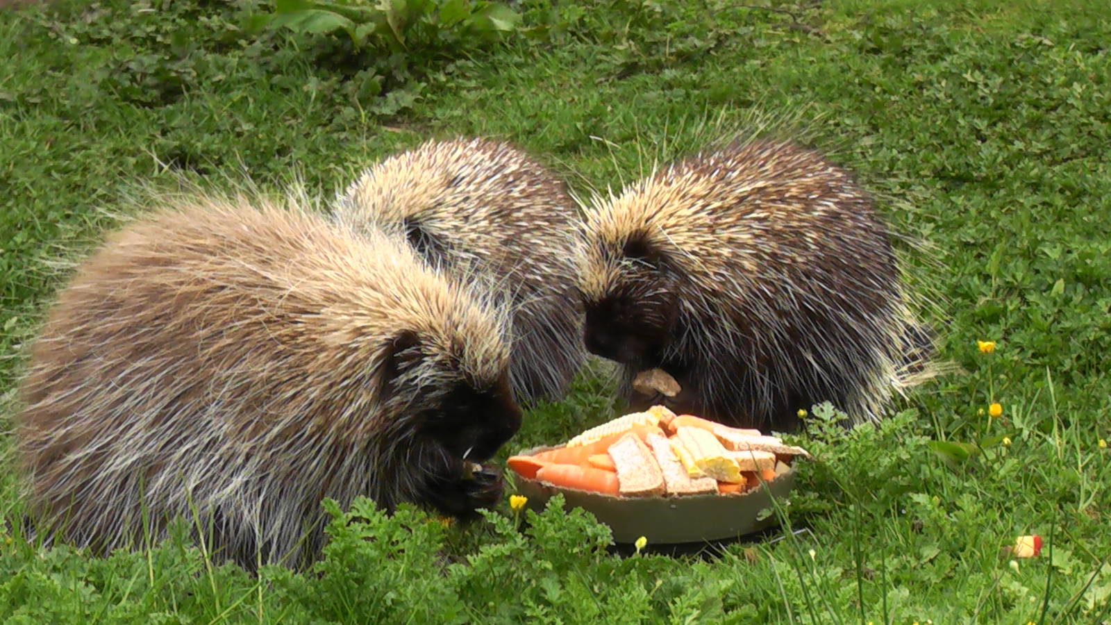 Tree Porcupine May 2010