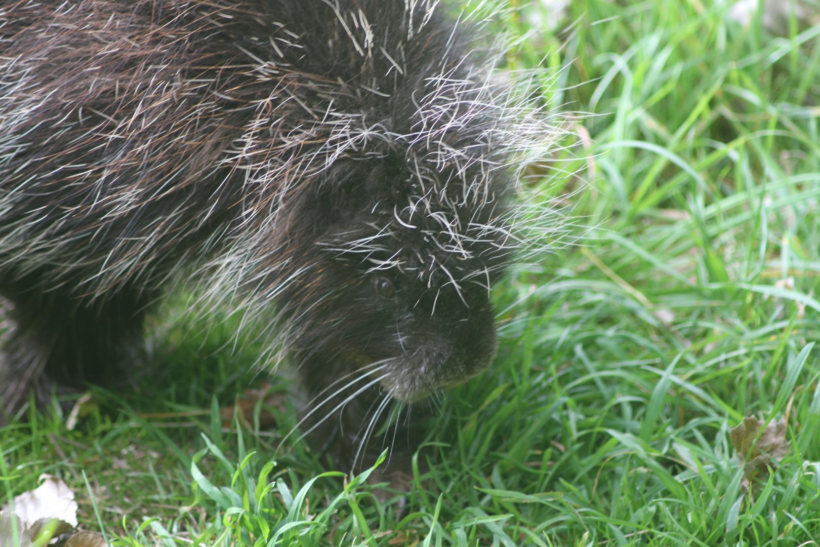 Tree Porcupine minus the tree