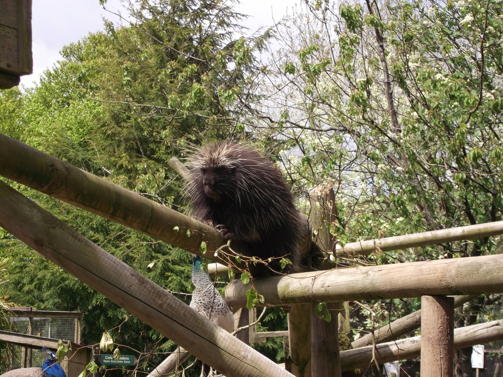 Tree Porcupine taking his rightful place 12/4/2014