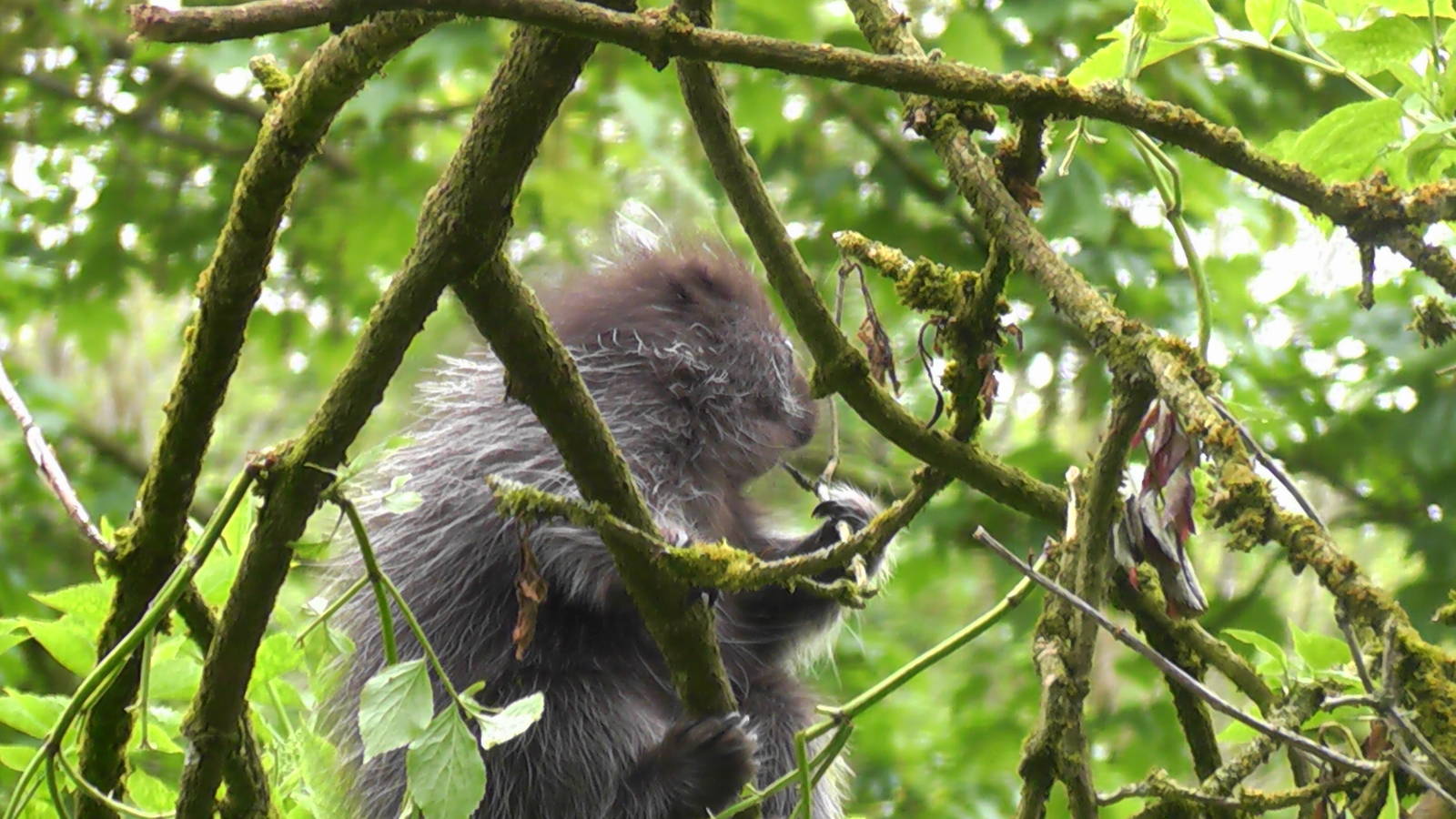 Tree Porupine May 2010