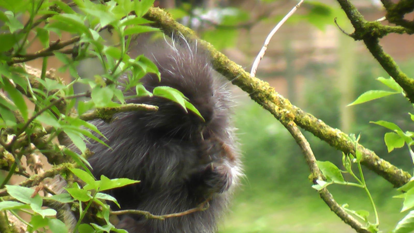 Tree Porupine May 2010