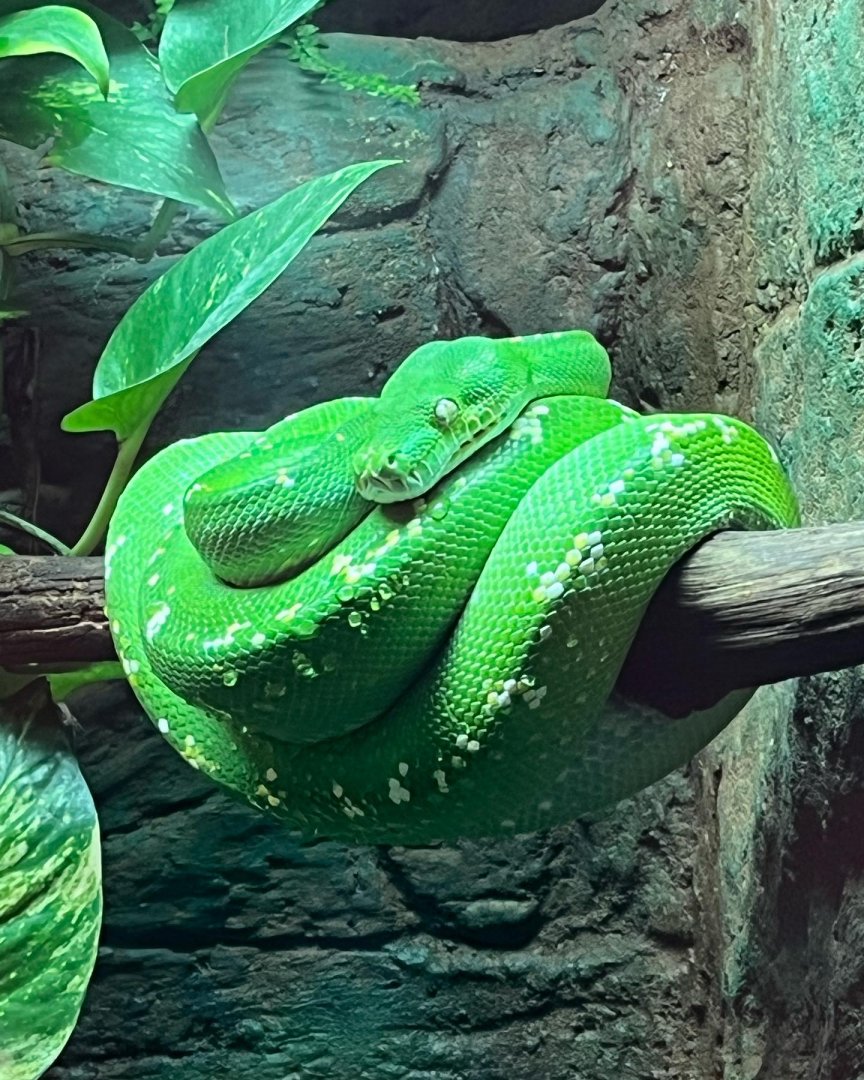 Tree Python