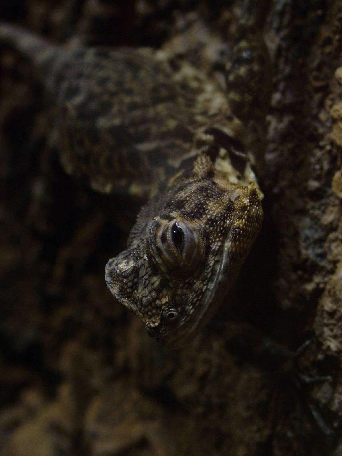 Tree Runner at Halle, 04/09/11