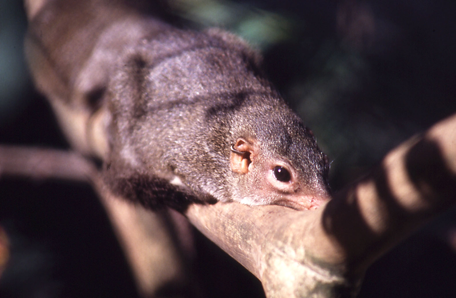 Tree Shrew, 1984