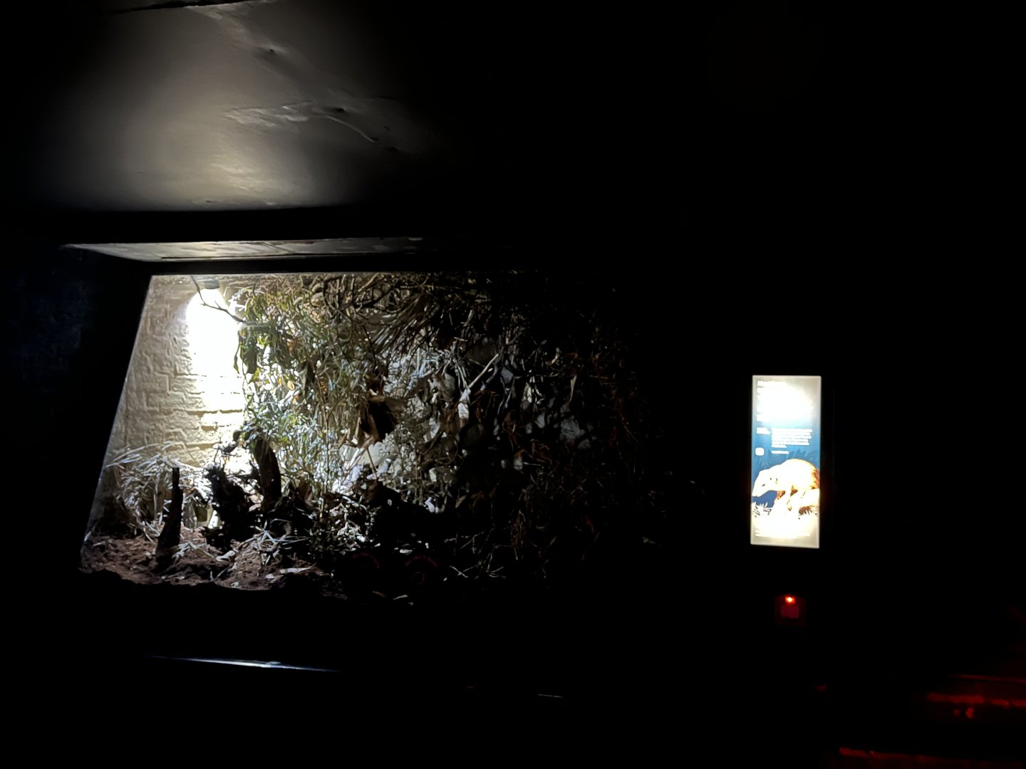 Tree shrew enclosure 11.2.25