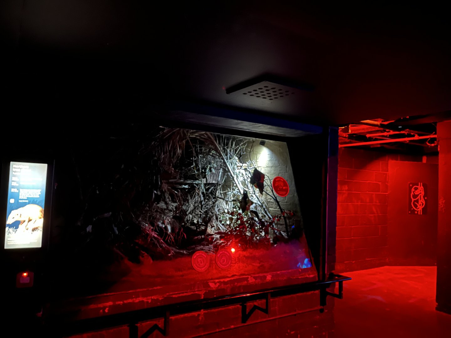 Tree shrew enclosure 11.2.25