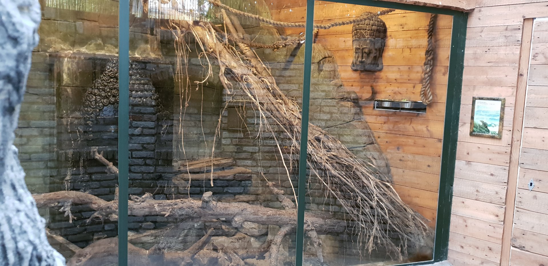 Tree-shrew enclosure