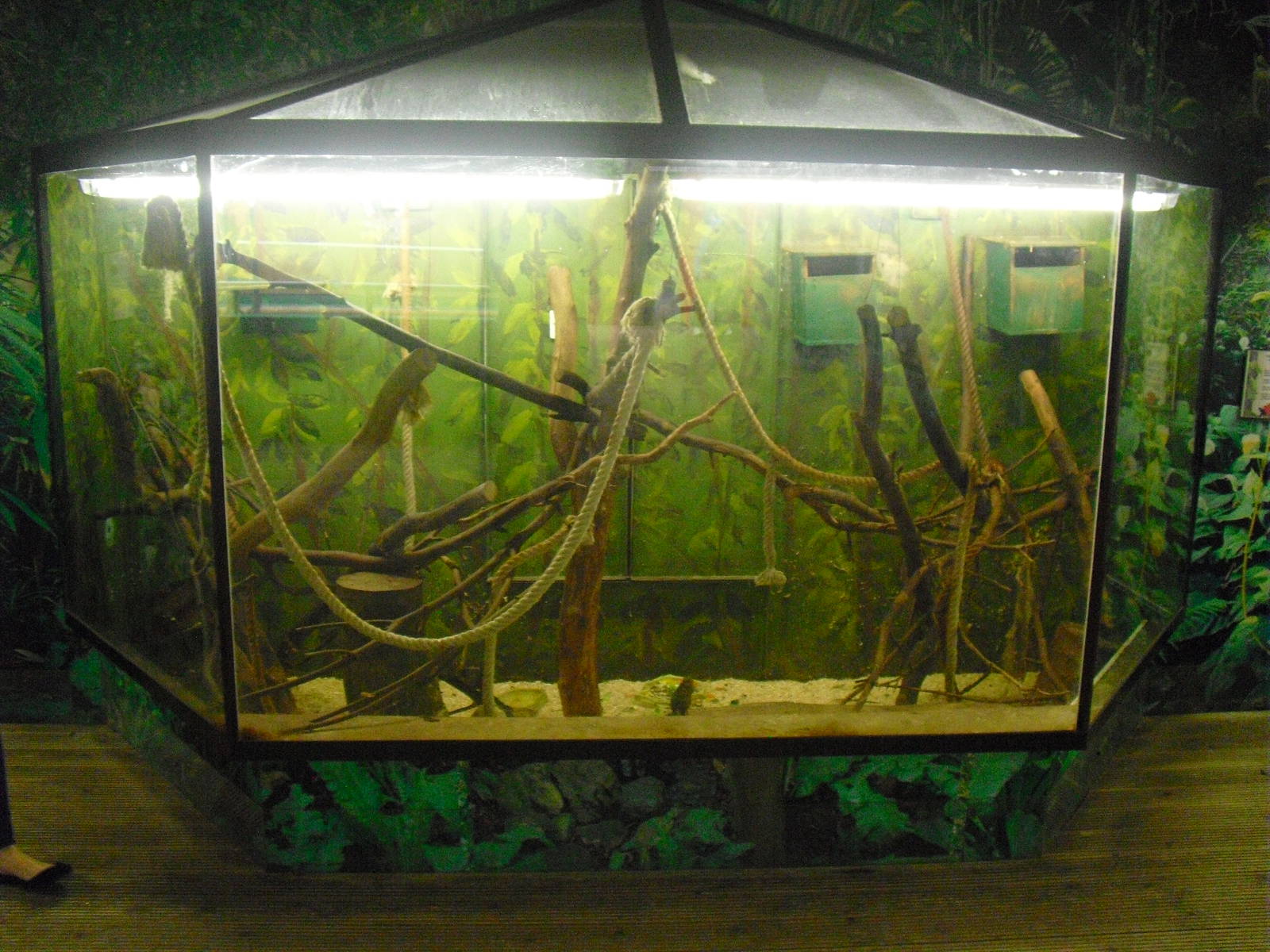 Tree-shrew Exhibit - 12/10/2011