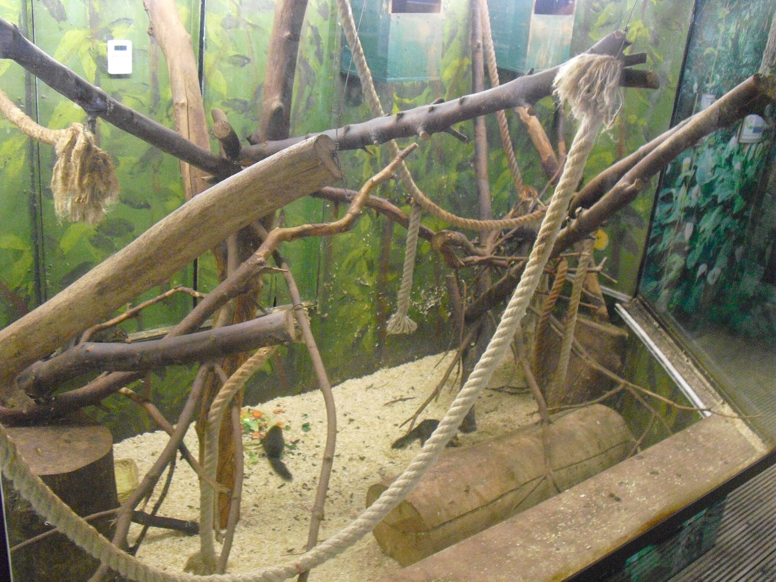 Tree Shrew Exhibit - 12/10/2011