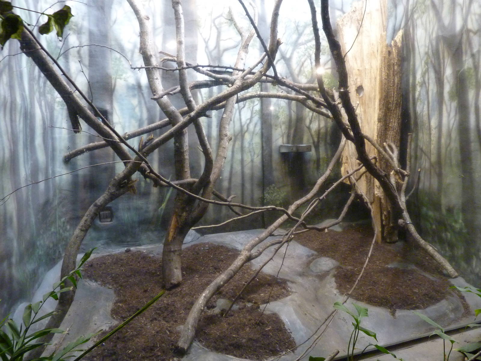 Tree Shrew Exhibit
