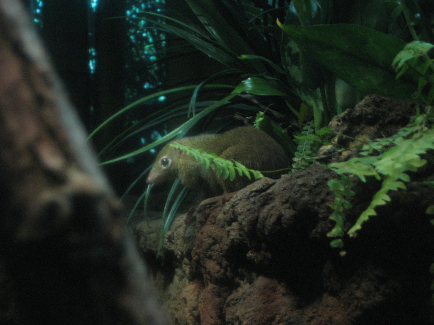 Tree shrew, Jungleworld (August 2010)