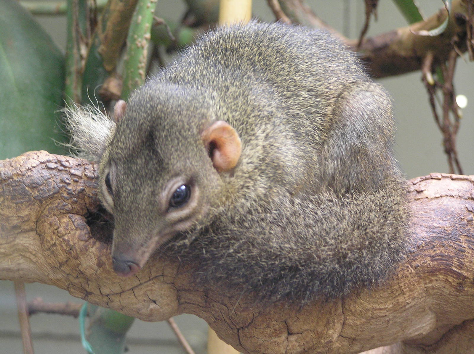Tree shrew spp. - Stuttgart
