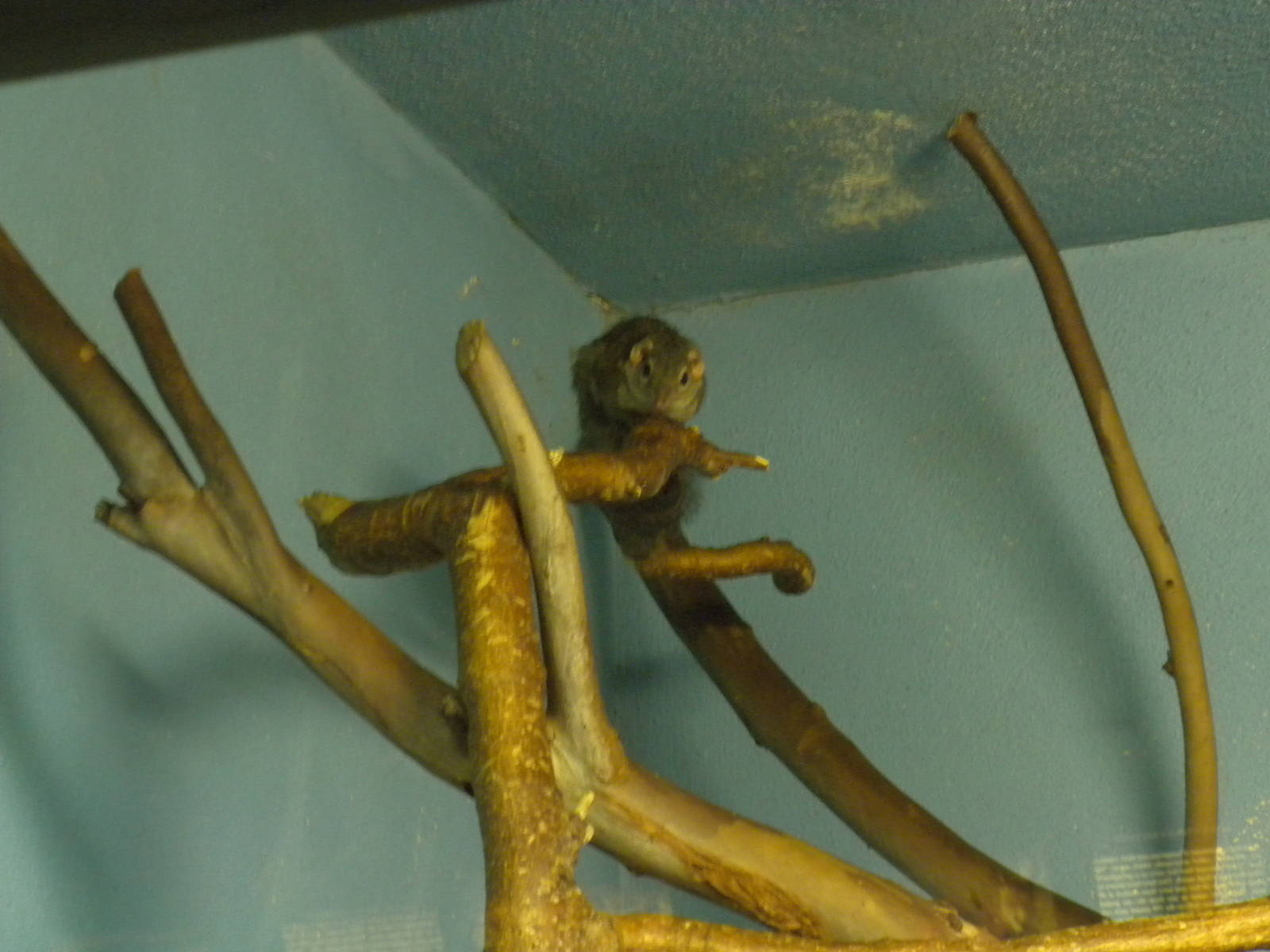 Tree Shrew