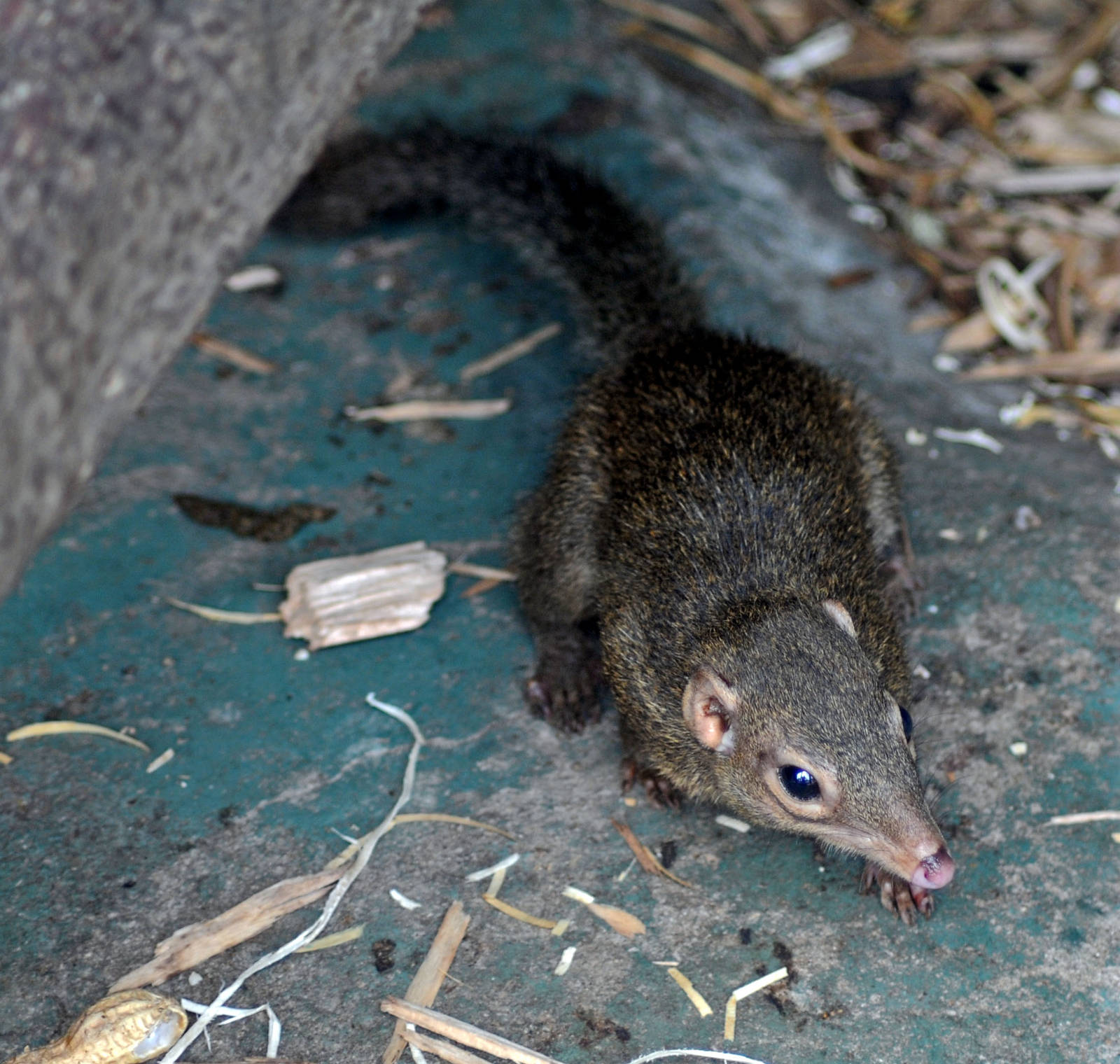 TREE SHREW