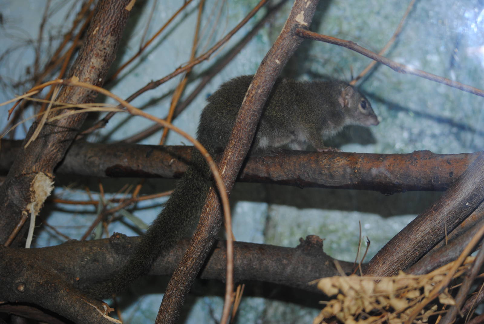 Tree-Shrew