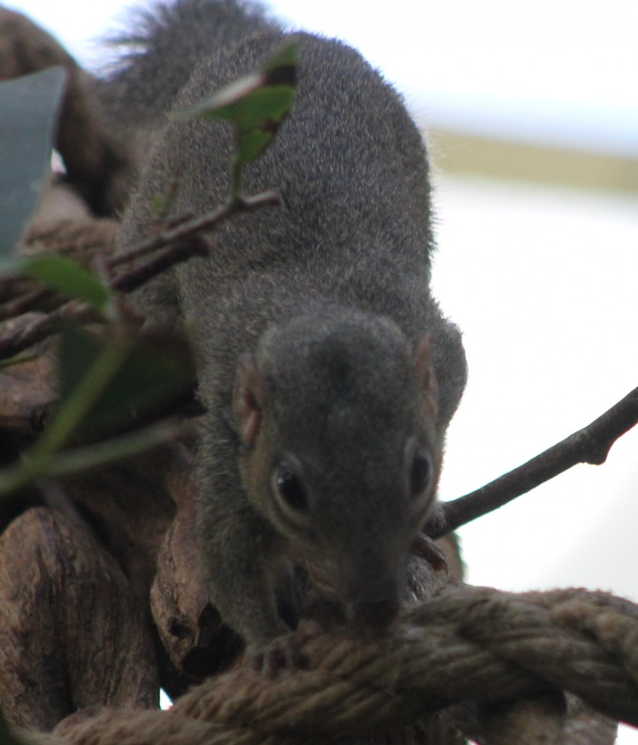 Tree shrew