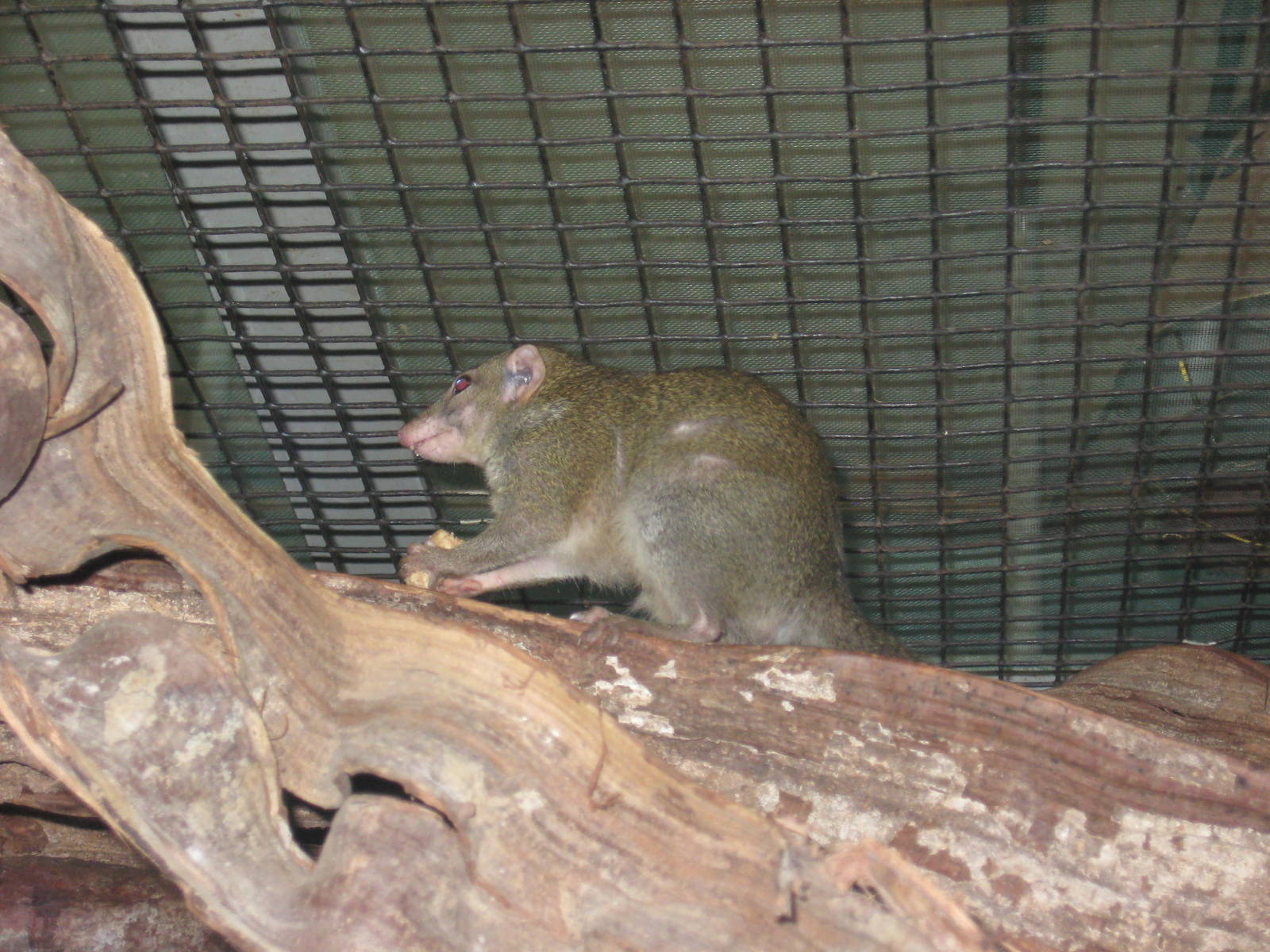 Tree shrew
