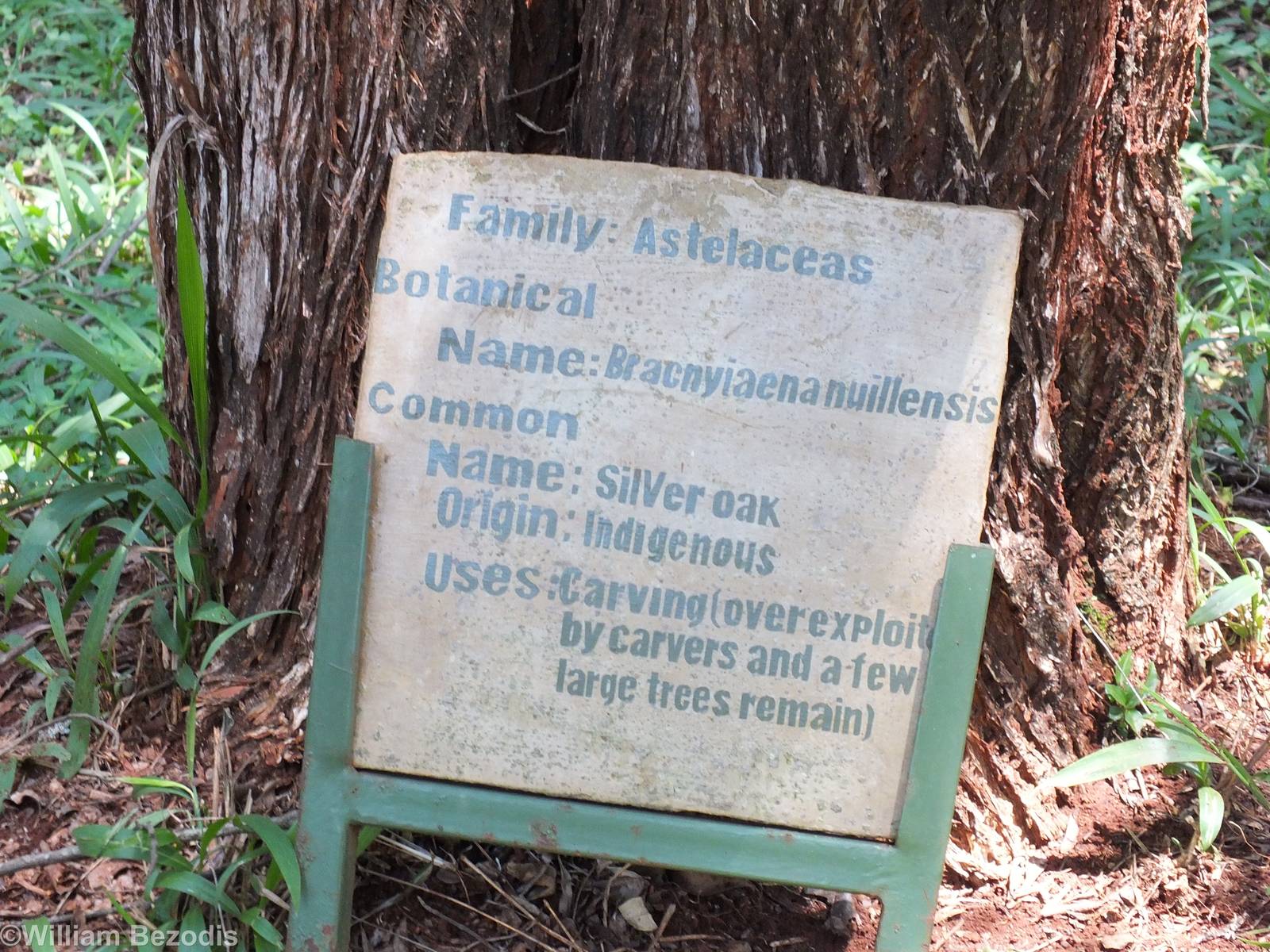 Tree Signage Example - Nairobi Safari Walk