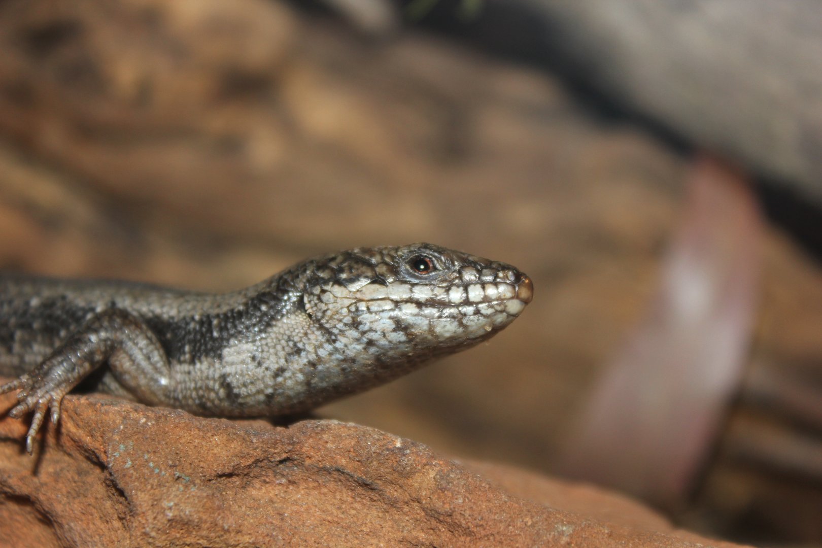 Tree Skink (Egernia striolata)
