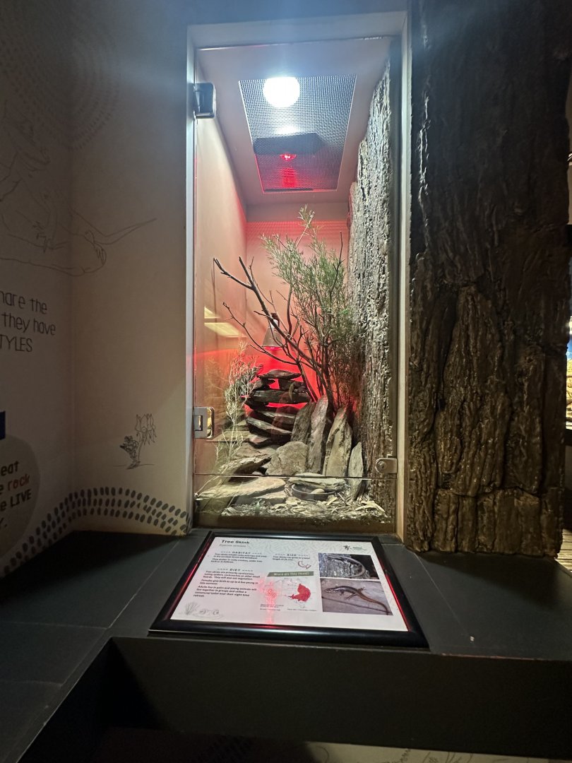 Tree Skink enclosure and sign
