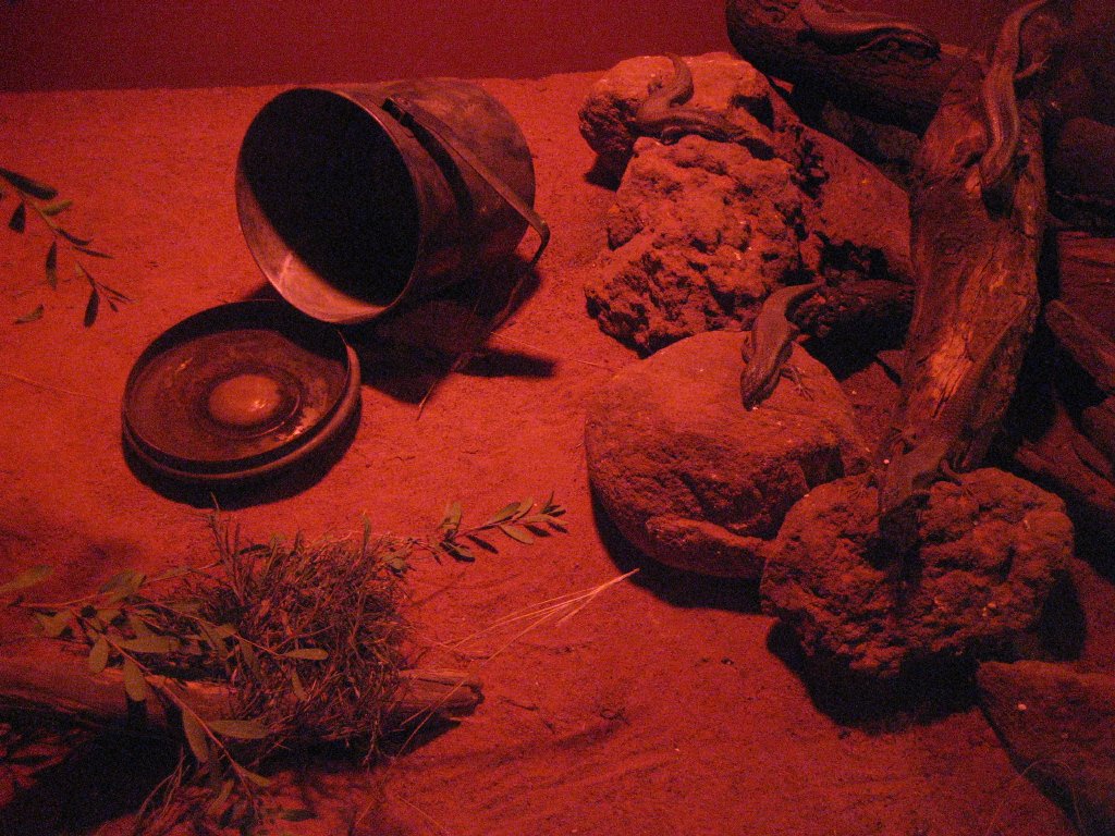 Tree Skink exhibit
