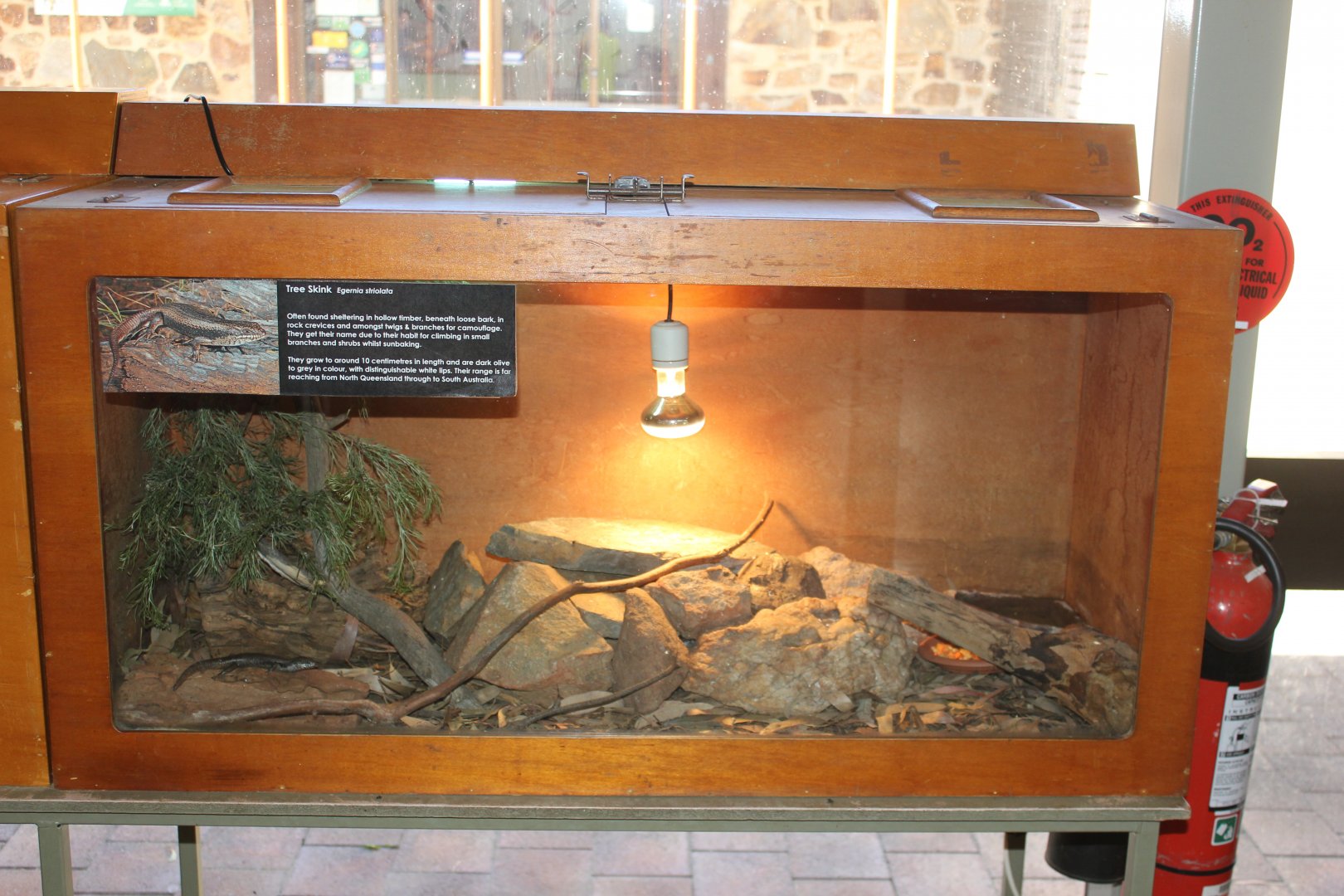 Tree Skink exhibit