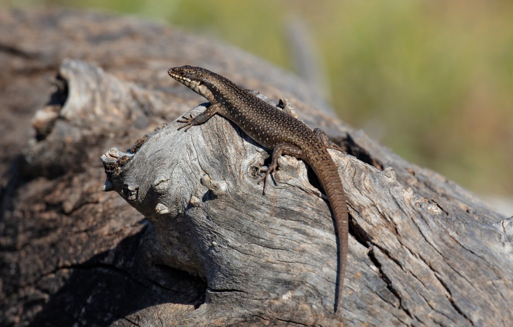 Tree Skink