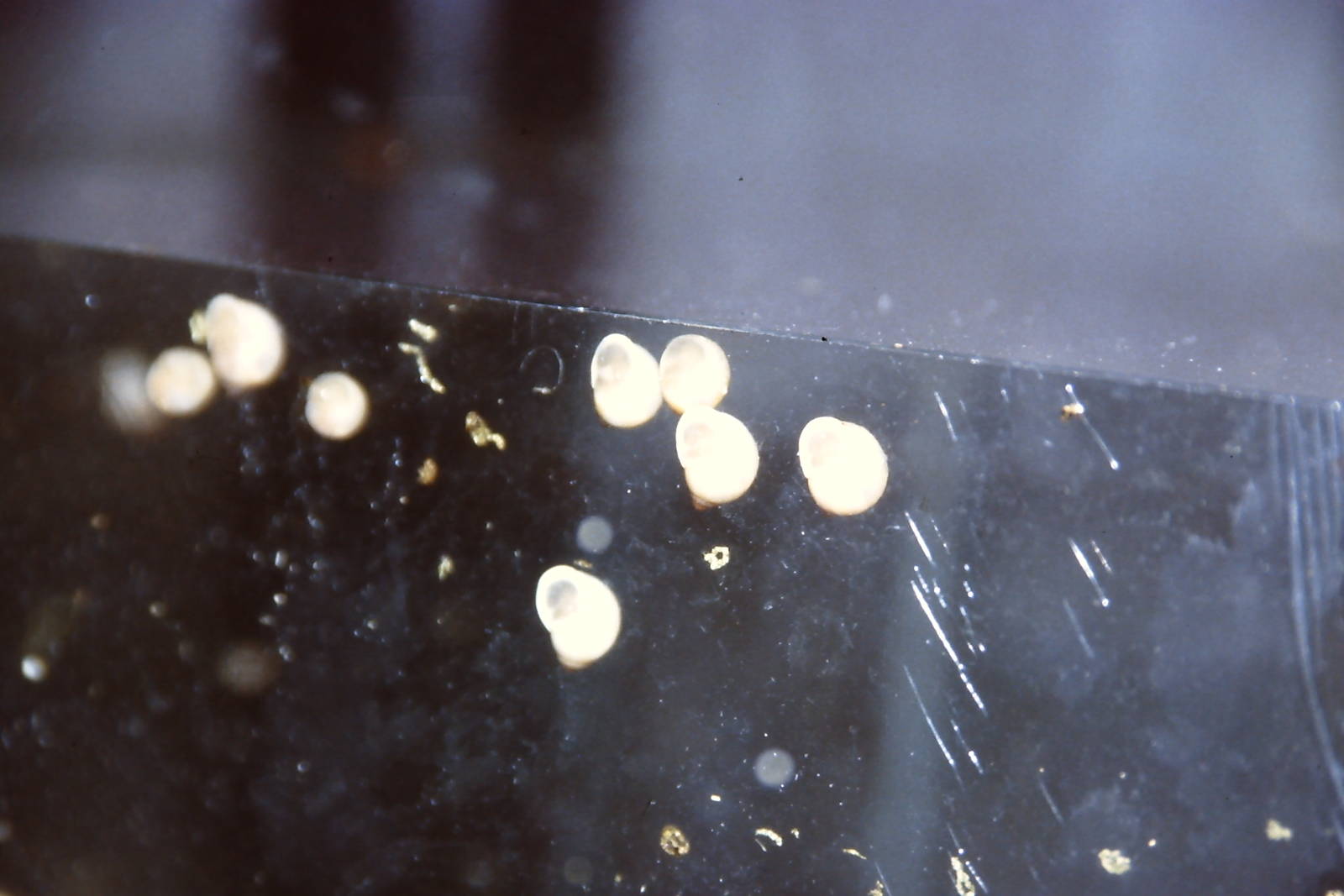 Tree snails (Partula hebe bella), Bug World, Liverpool 2010