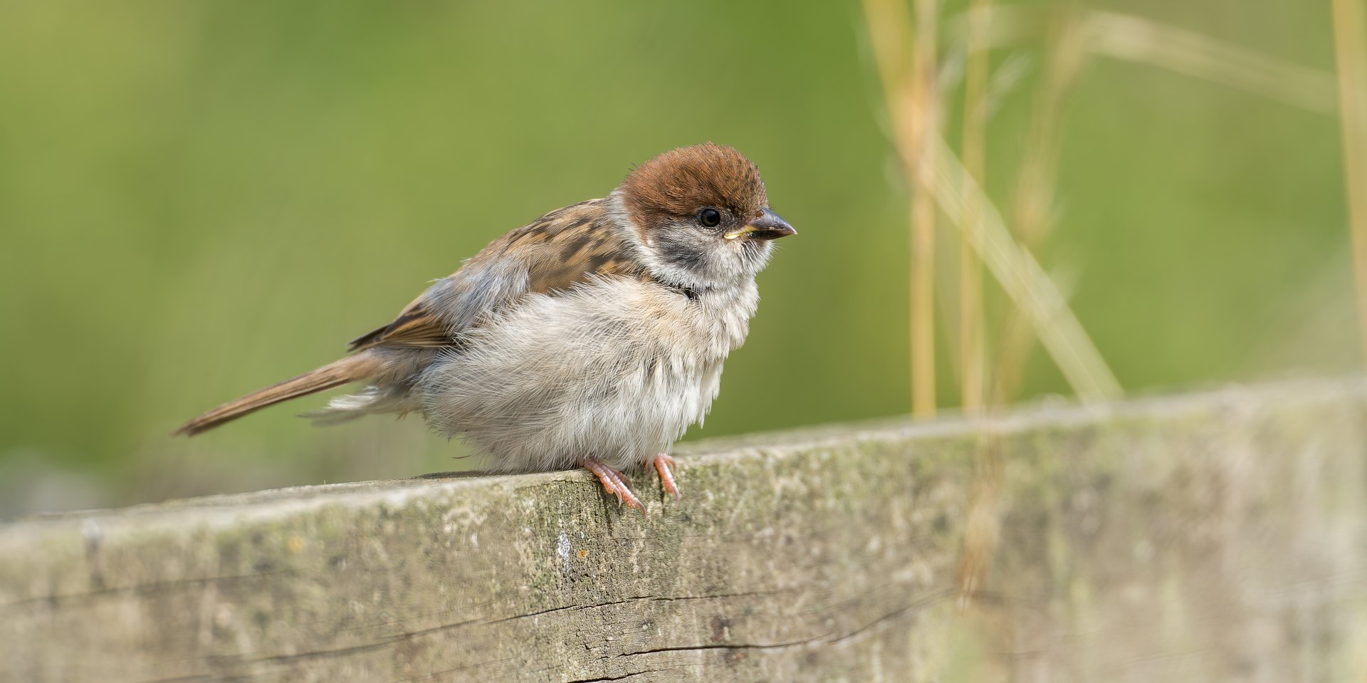 Tree Sparrow fledgling (wild) UK