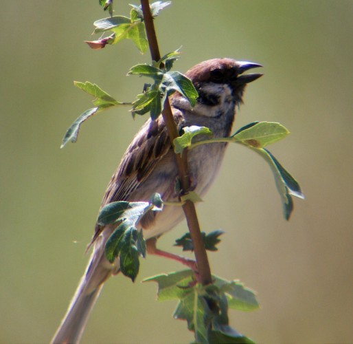Tree Sparrow (Passer montanus)