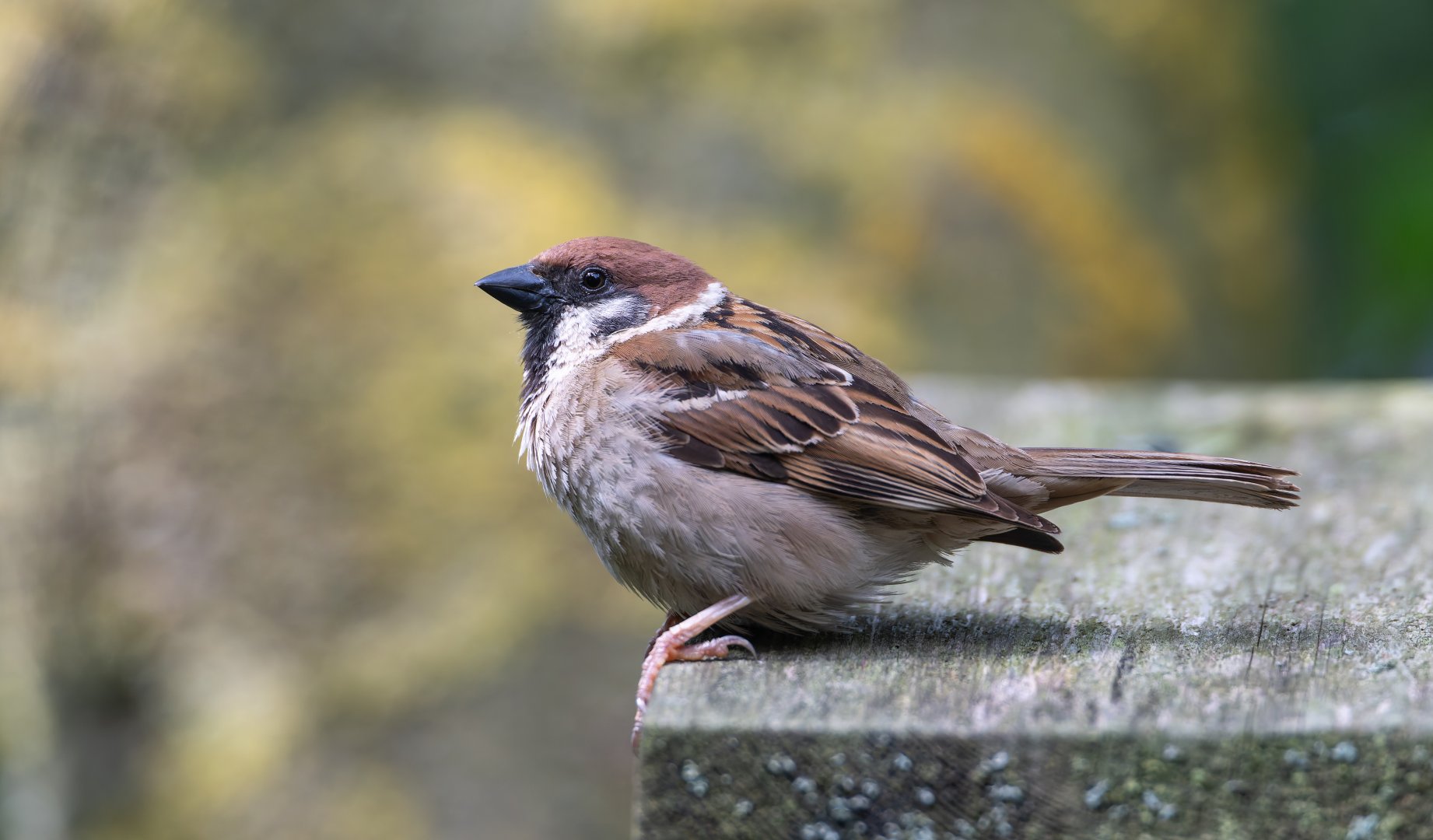Tree Sparrow (wild) UK