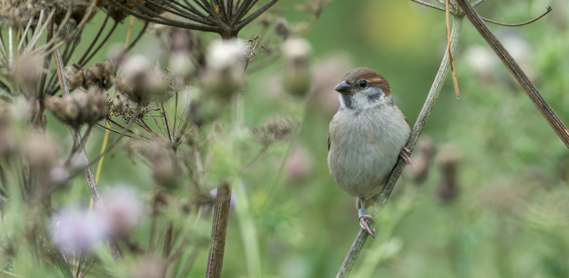 Tree Sparrow (wild) UK