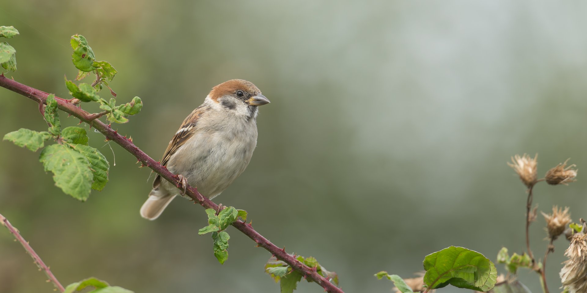 Tree Sparrow (wild) UK