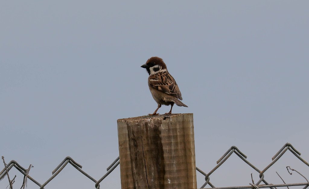 Tree Sparrow