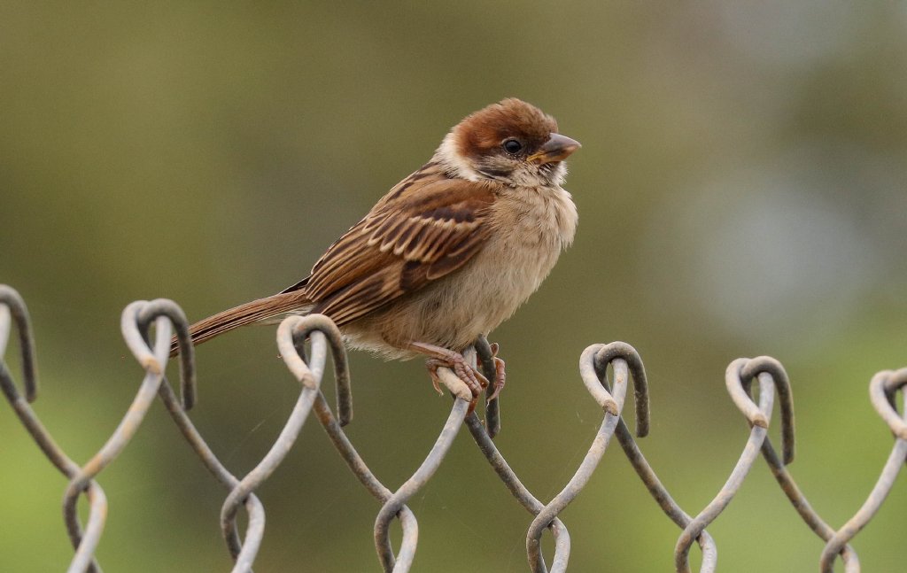 Tree Sparrow