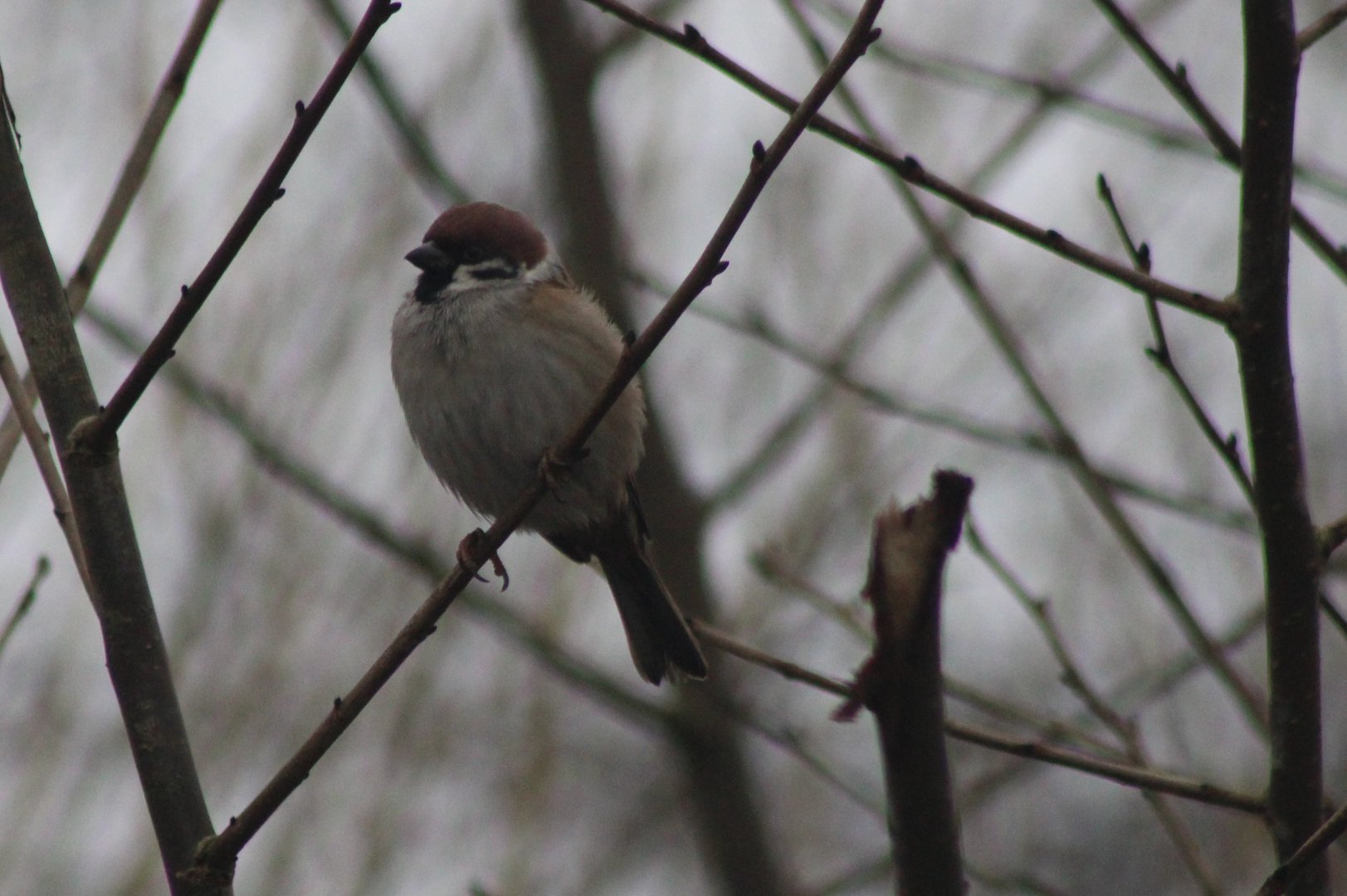 Tree sparrow