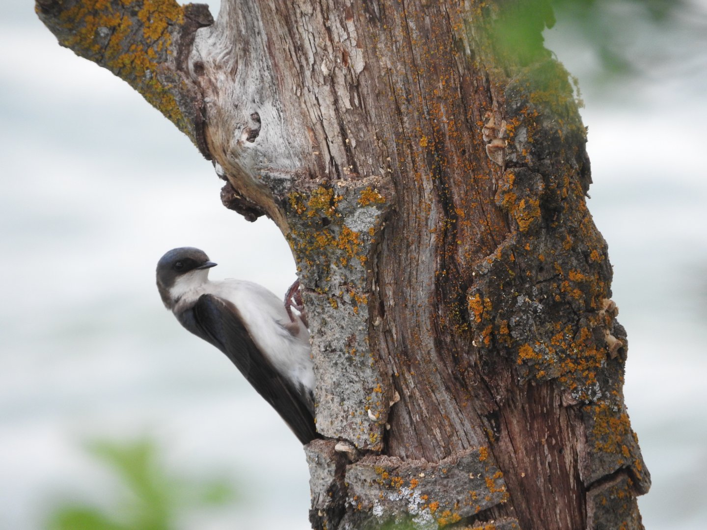 Tree Swallow investigating nest site