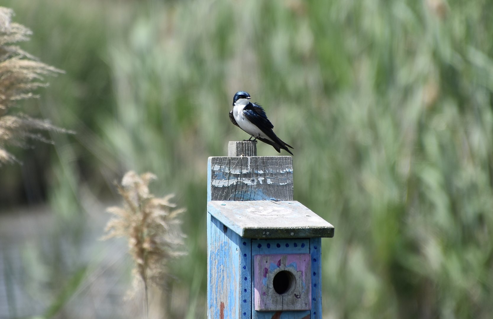 Tree Swallow (Tachycineta bicolor) on nest box