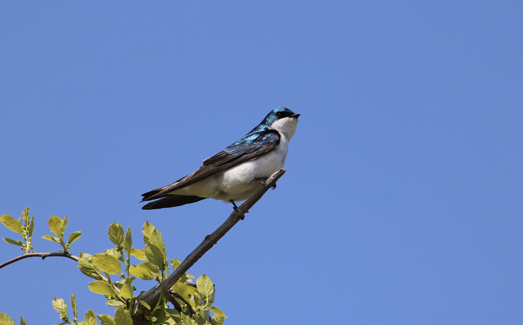 Tree Swallow (Tachycineta bicolor)