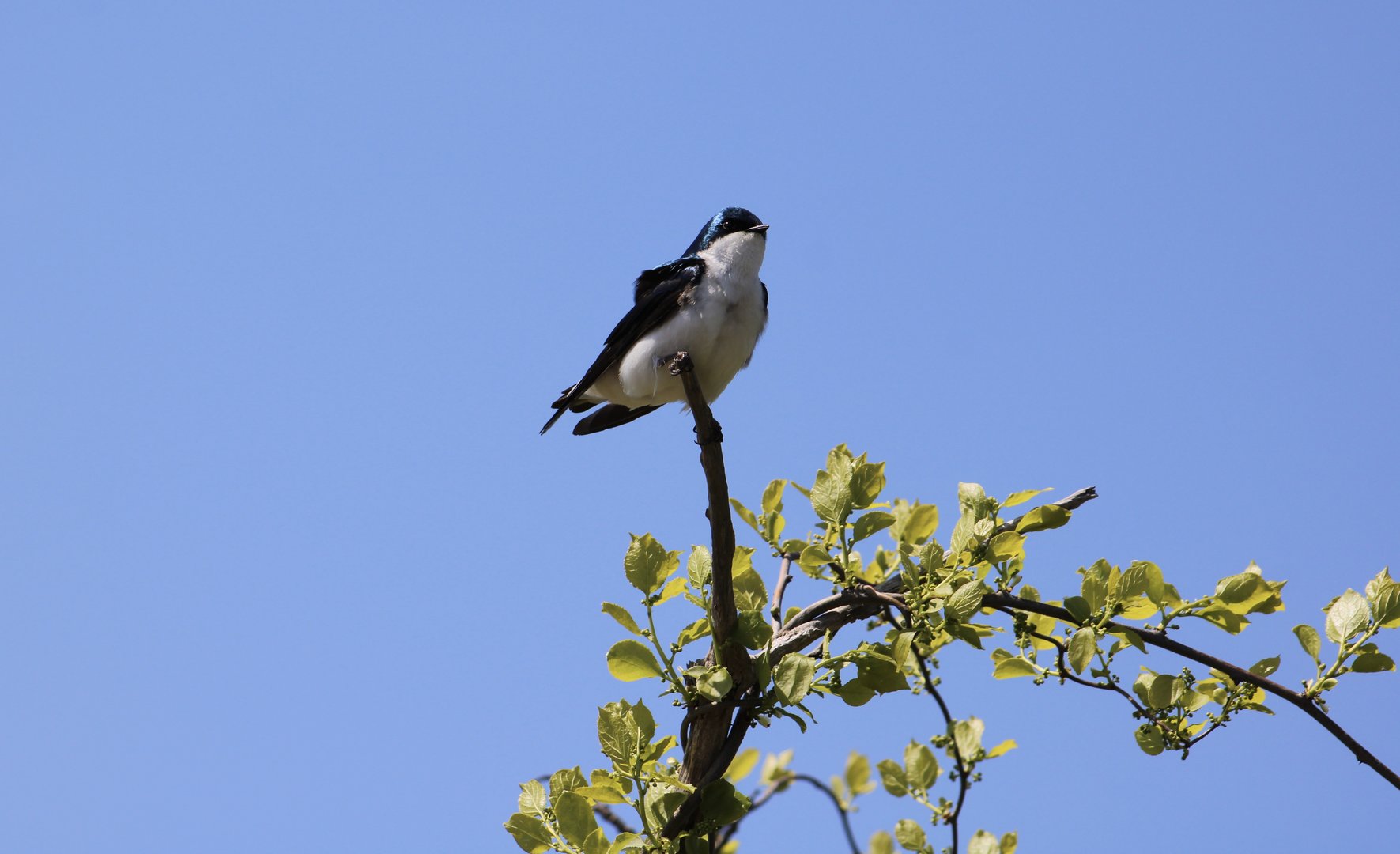 Tree Swallow (Tachycineta bicolor)
