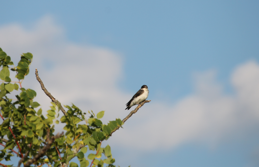 Tree Swallow (Tachycineta bicolor)