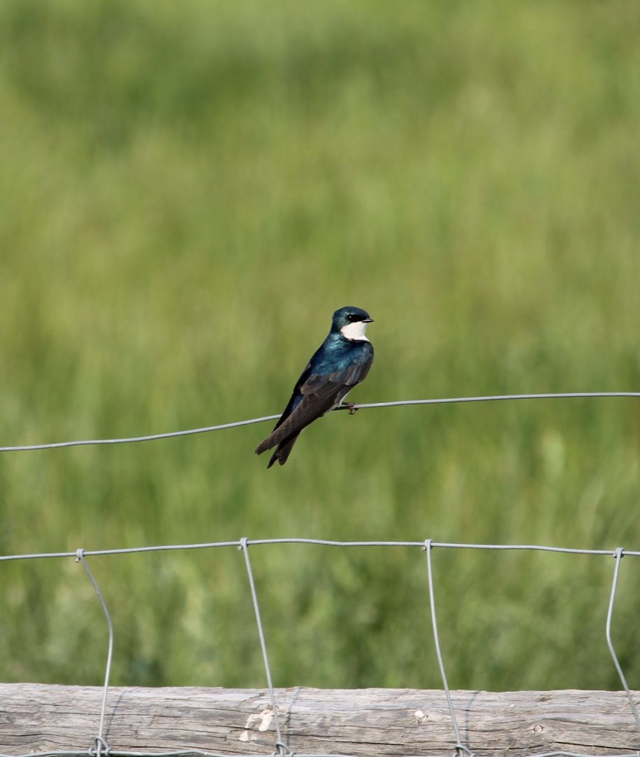 Tree Swallow (Tachycineta bicolor)