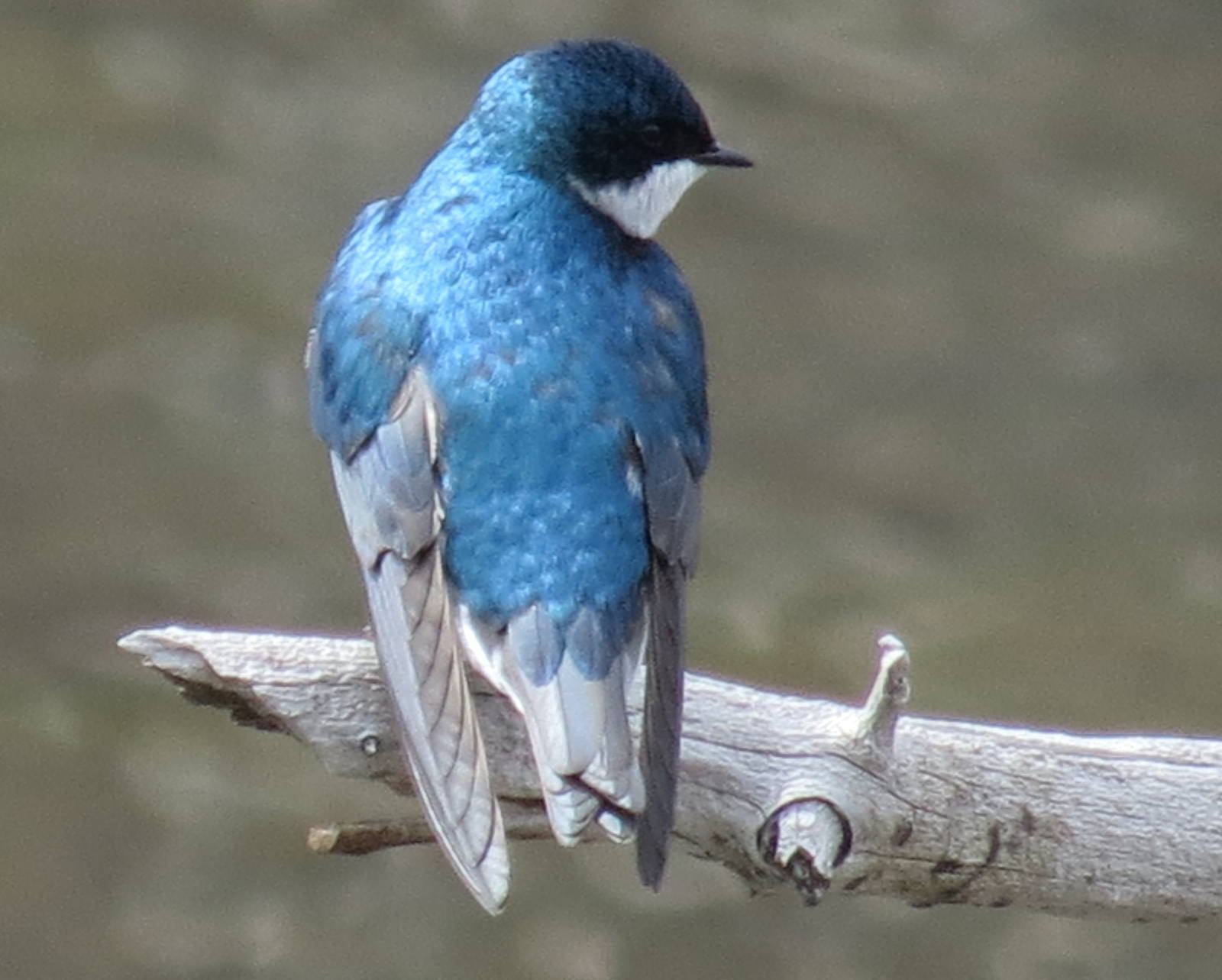 Tree Swallow (wild)