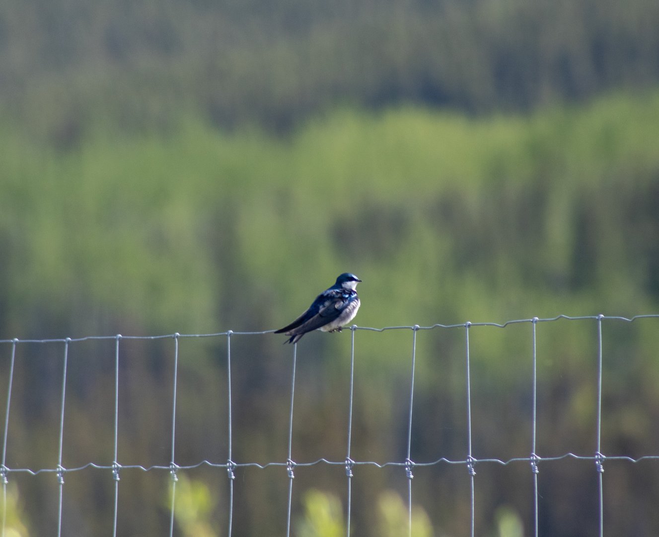 Tree Swallow - Yukon